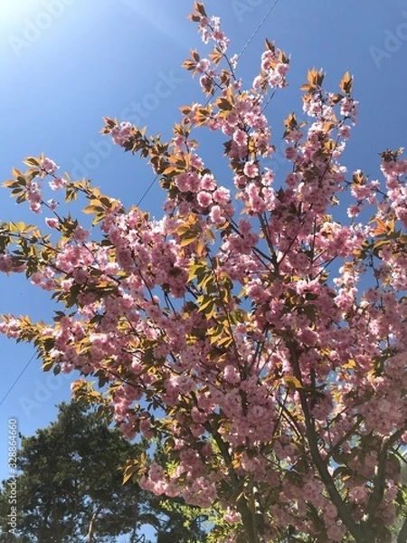 Fototapeta cherry blossom