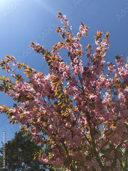 Fototapeta flowers in spring