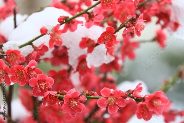 Obraz 季節外れの雪