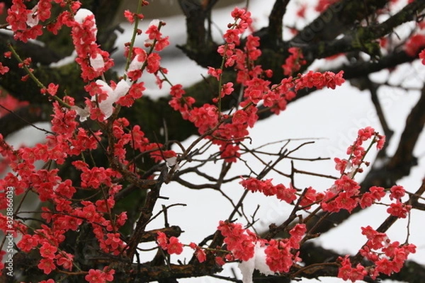 Obraz 季節外れの雪