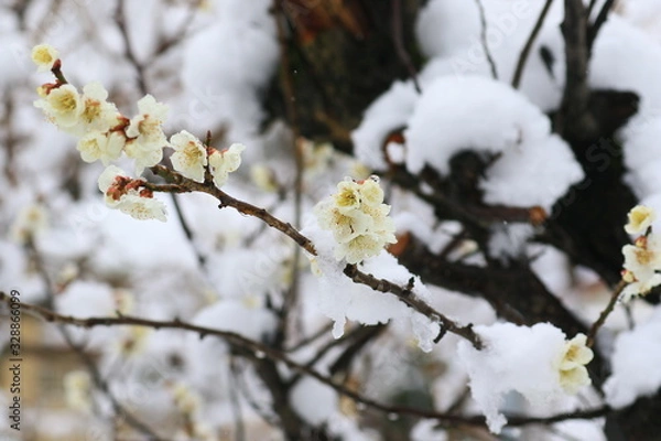 Obraz 季節外れの雪