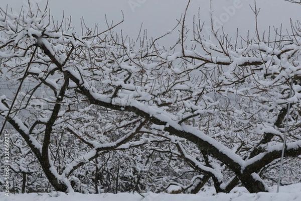 Obraz 春のドカ雪