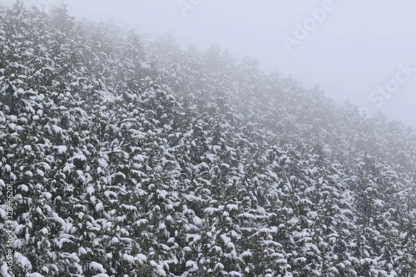 Obraz 春のドカ雪