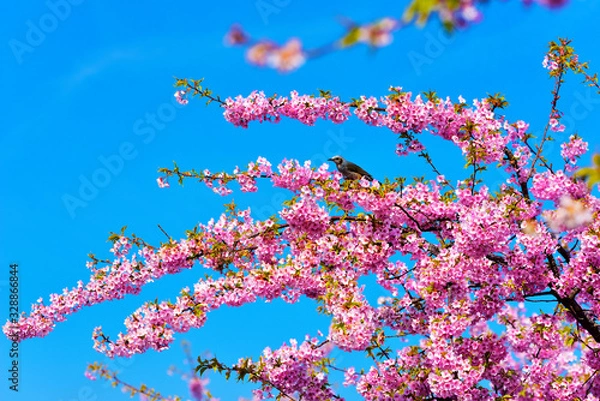 Fototapeta 河津桜とヒヨドリ (三重県松阪市笠松・河津桜ロード)