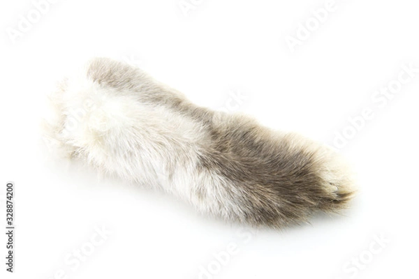 Fototapeta A real hare paw of gray-white color. Talisman for good luck. Rabbit hind paw on white isolated background. Symbol of wealth and prosperity