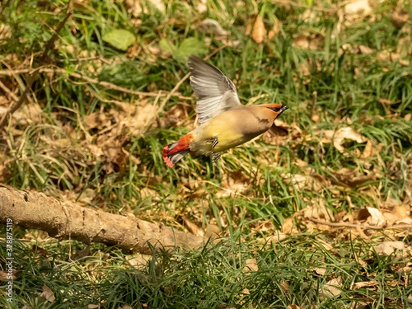 Obraz ヒレンジャク