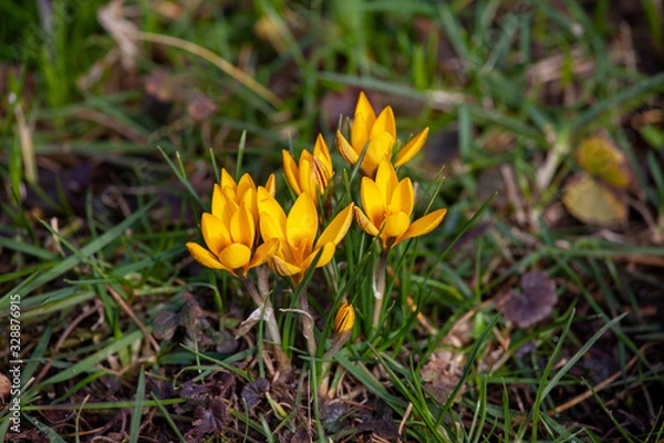 Obraz Beautiful yellow crocus blooming on a sunny spring day
