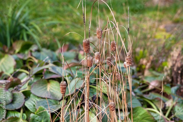 Obraz Dry grass growing out of a garden pond on spring day