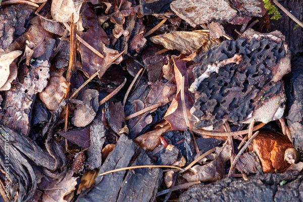 Obraz Brown-black mix of wooden bark leaves and stones suitable as background