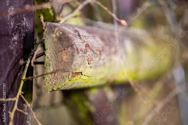 Obraz Detail of the head of the nail in a wooden fence of stakes