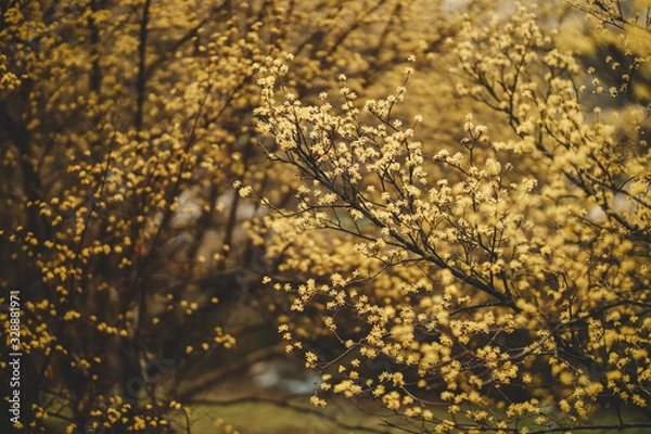 Fototapeta 산수유마을