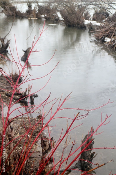 Fototapeta Red Tree Shrub zimą