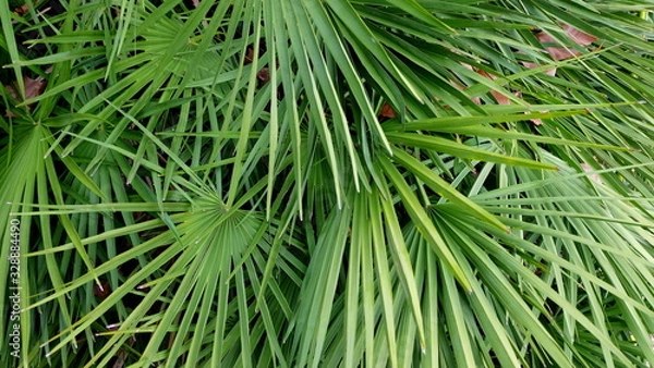 Obraz tropical leafs