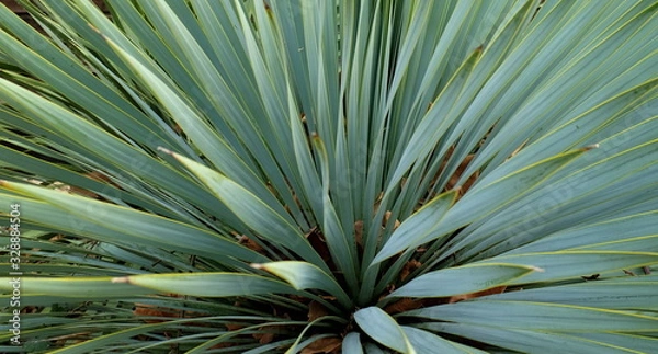 Fototapeta green leaf of palm tree