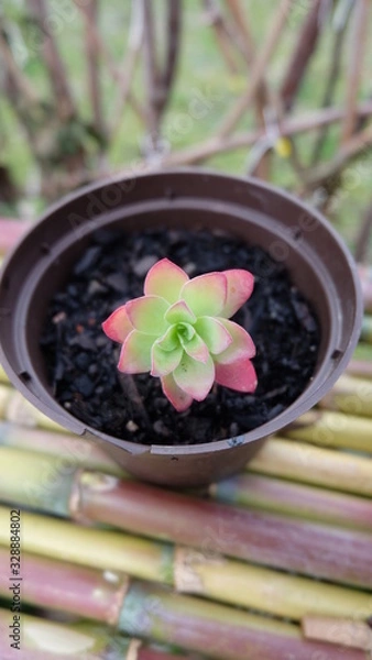 Fototapeta succulent