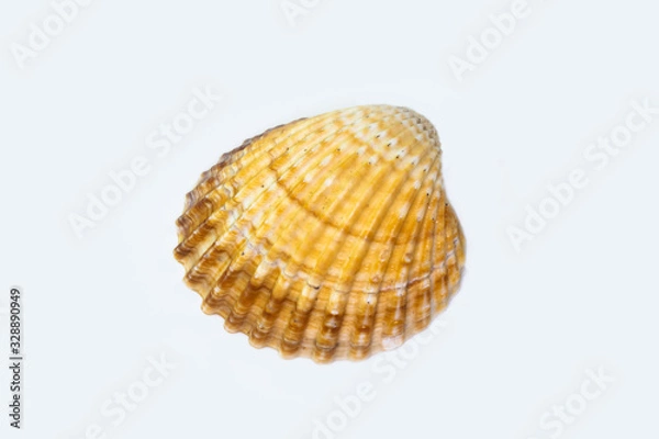 Obraz Beautiful seashell isolated on a white background