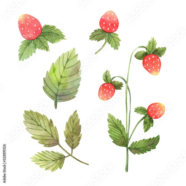 Fototapeta Watercolor similars with berries and inflorescences of wild strawberries. Great for wallpaper, scrapbook paper, packaging, cards, souvenir products and design