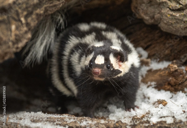 Fototapeta Spotted Skunk