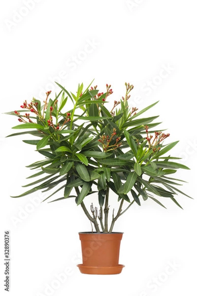 Obraz Oleander Zimmerpflanze