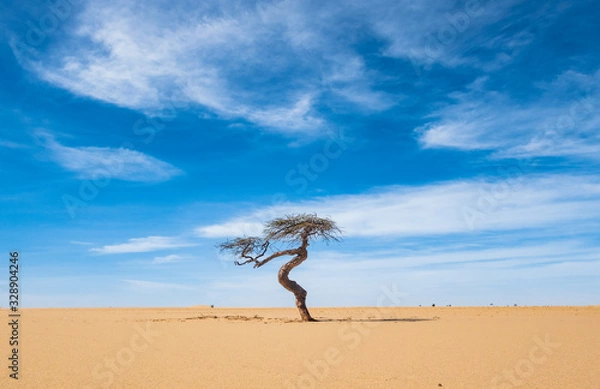 Fototapeta Lonesome single tree in the desert