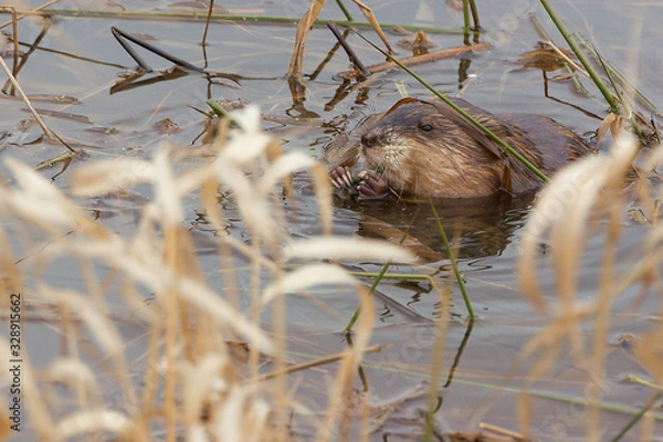 Obraz Eurasian beaver in the wild.