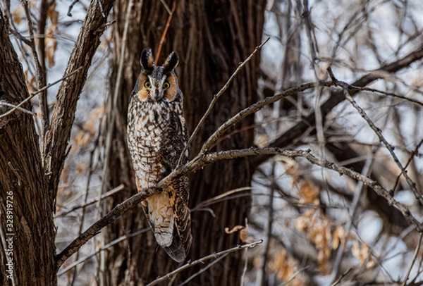 Obraz A Long-eared Owl Perched in a Tree