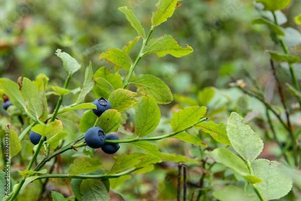 Obraz Green branches with berry of bilberry in the forest.
