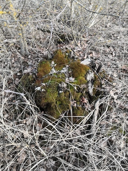 Obraz cactus in garden
