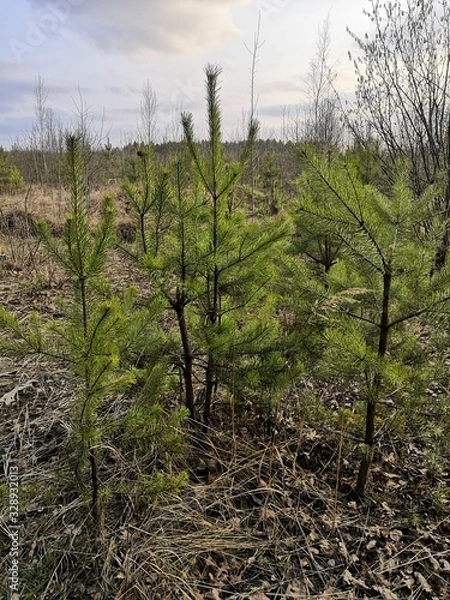 Obraz Pines in forest