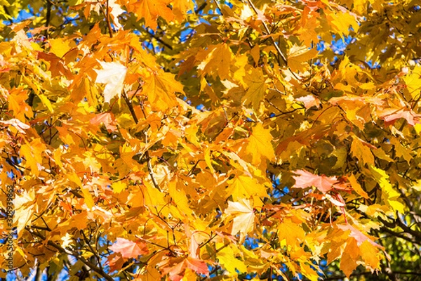 Obraz Backdrop from green, yellow and red leaves of Canadian maple in the sun close up