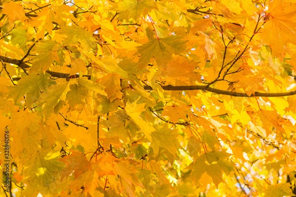 Obraz Backdrop from yellow and red leaves of Canadian maple in the sun close up