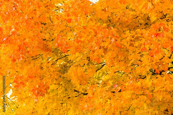 Obraz Backdrop from yellow and red leaves of Canadian maple in the sun close up