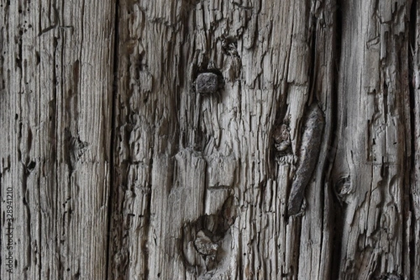Fototapeta texture of bark of an old tree