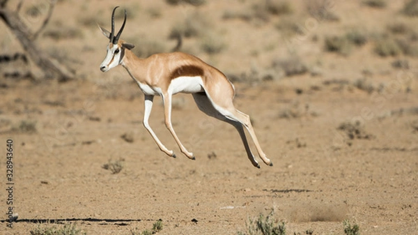 Obraz Spingbok jumping in the air