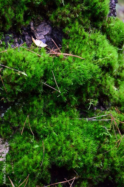 Fototapeta Peat moss (Sphagnum) on a tree trunk - closeup