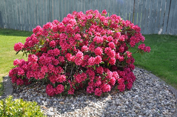 Obraz Pink rhododendron bush