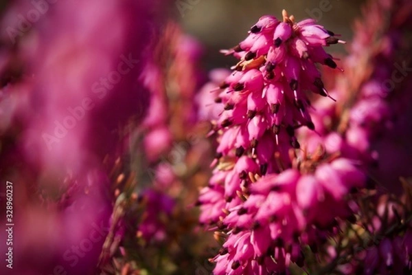 Obraz Pink heather