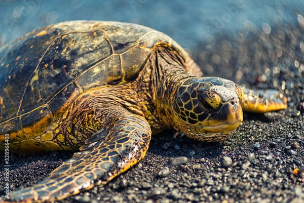 Fototapeta A large sea turtle basks in the sun on a black sand beach in Hawaii USA 