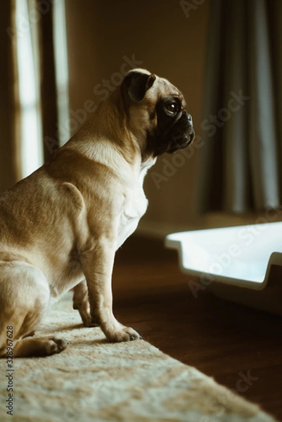 Obraz Pug Profile, Female
