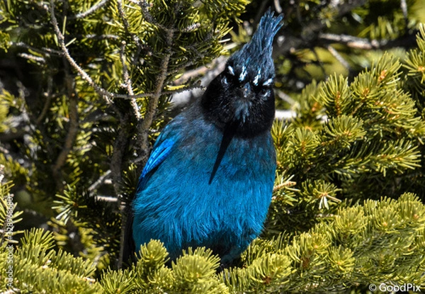 Obraz Stellar Jay