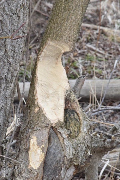Fototapeta Tree damaged by Beaver