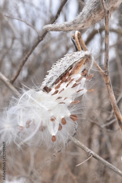 Fototapeta Milkweed