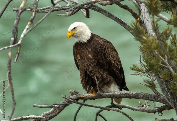 Fototapeta Bald Eagle over the Yellowstone