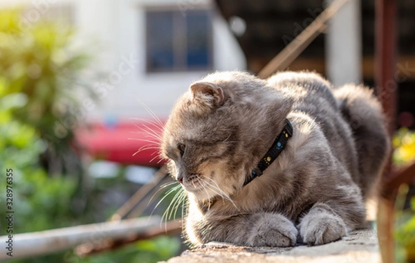 Obraz Gray Thai cat crouched on a concrete wall near the house.