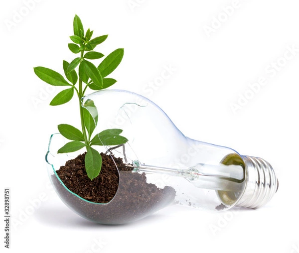 Obraz lightbulb with plant growing inside