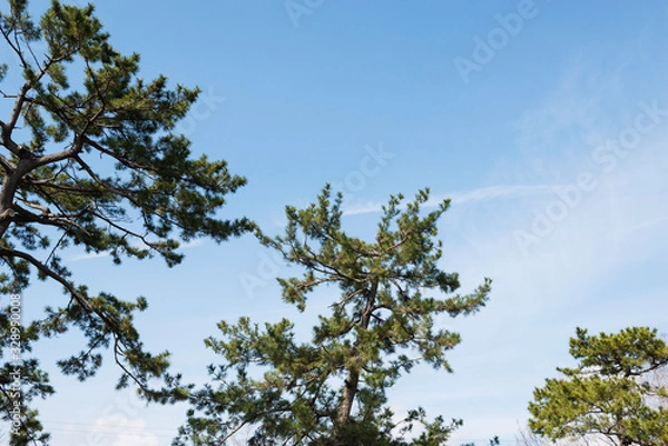 Fototapeta 松の木