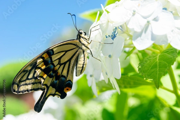 Obraz アジサイとナミアゲハ