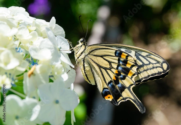 Obraz アジサイとナミアゲハ
