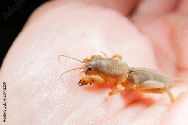 Obraz 手のひらにケラ