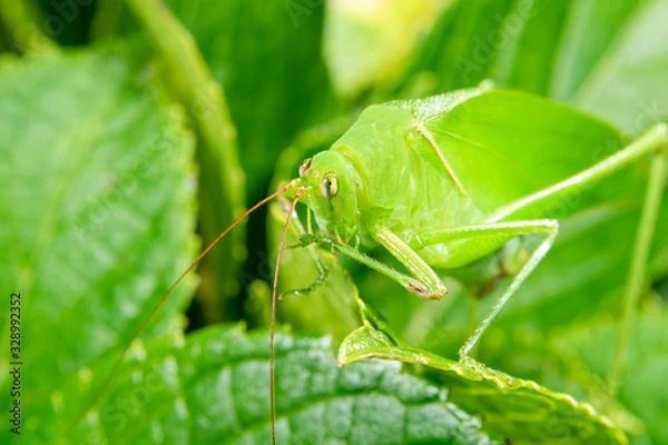 Obraz キリギリス(クマダキモドキ)